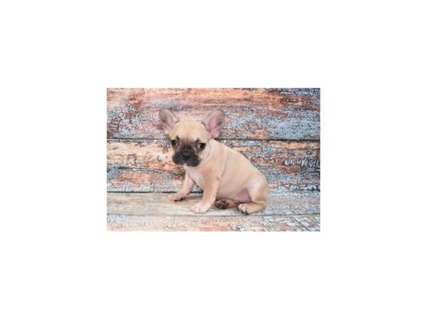 [#28627] Fawn Male French Bulldog Puppies for Sale
