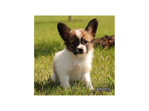 [#28646] Tri-Colored Male Papillon Puppies for Sale