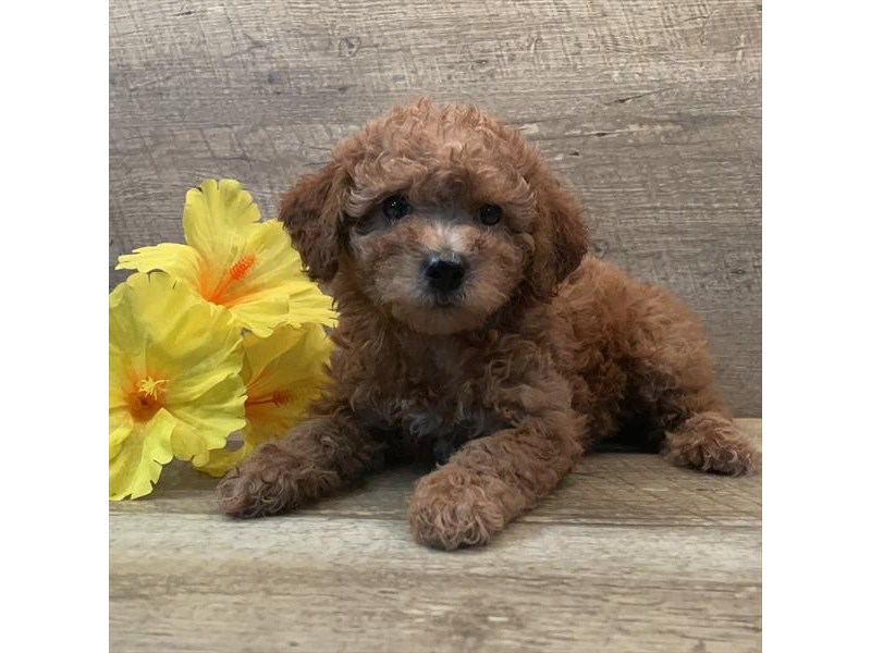 Poodle Dog Female Red 28633
