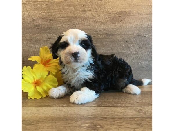[#1377] Tri-Colored Female Bernedoodle Mini 2nd Gen Puppies for Sale