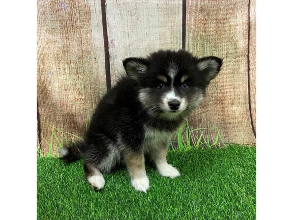 [#28640] Black / White Male Pomsky 2nd Gen Puppies for Sale