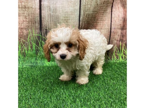 [#28637] Blenheim / White Male Cavapoo Puppies for Sale