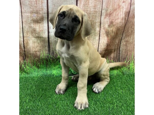 [#28645] Fawn Male Mastiff Puppies for Sale