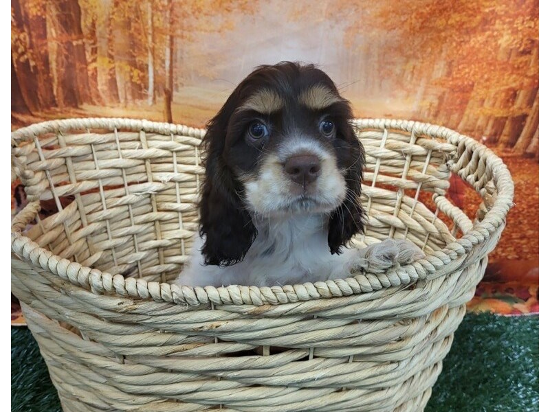 Cocker Spaniel Dog Male Chocolate / White 1374