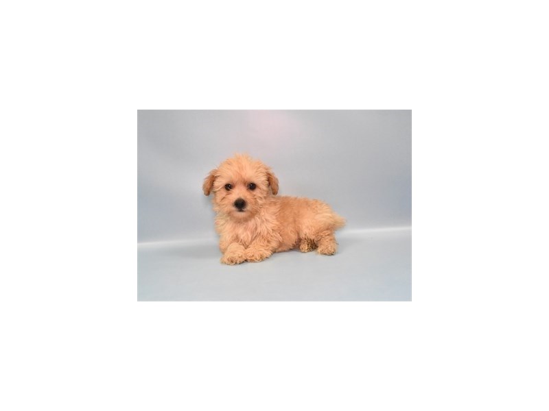 Yorkiepoo Dog Male Apricot 28656