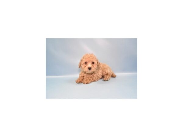 [#28655] Cream Male Malti-Poo Puppies for Sale