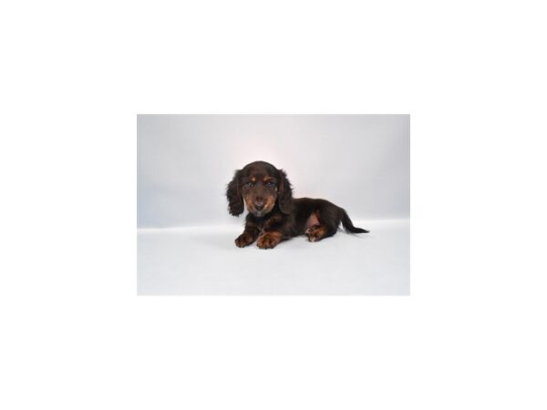 [#28654] Black and Tan Female Dachshund Puppies for Sale
