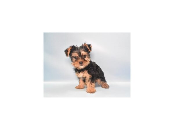 [#1386] Black and Tan Female Yorkshire Terrier Puppies for Sale