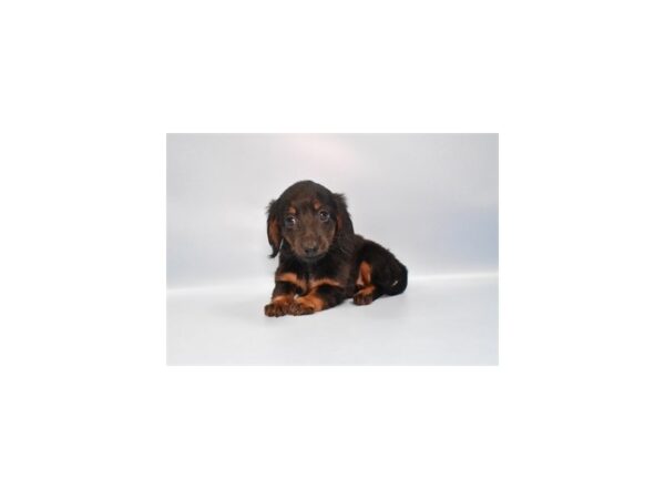 [#1387] Black and Tan Female Dachshund Puppies for Sale
