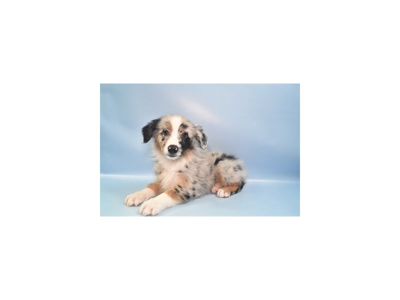Australian Shepherd Dog Female Blue Merle White and Tan 1389