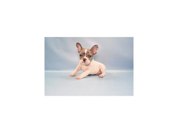 [#1391] Blue Merle Male French Bulldog Puppies for Sale