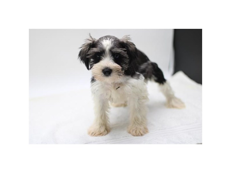 Miniature Schnauzer Dog Female Black / White 28666