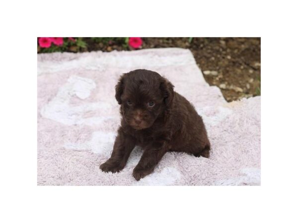 Mini Aussiedoodle-Dog-Female-Chocolate-28670-Petland Lake St. Louis & Fenton, MO