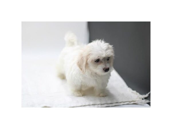 [#28669] White Female Coton De Tulear Puppies for Sale