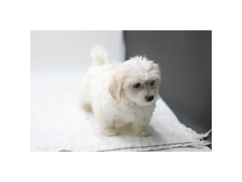 Coton De Tulear - 28669 Image #1