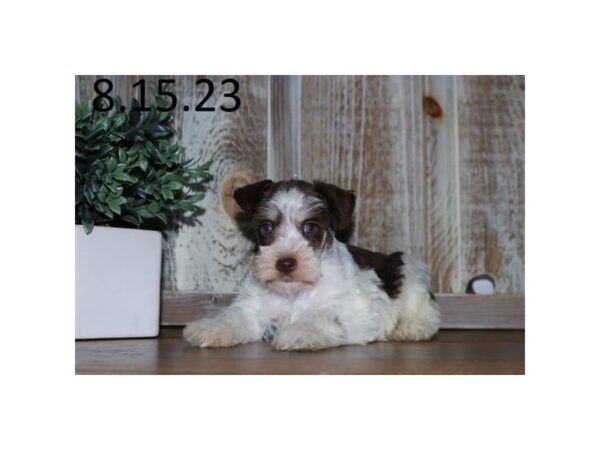 [#28667] Chocolate / White Male Miniature Schnauzer Puppies for Sale