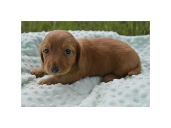 [#28662] Red Male Dachshund Puppies for Sale