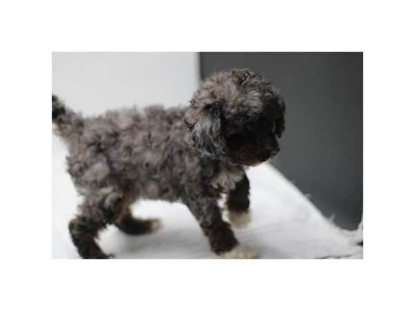 [#28673] Blue Merle Male Poodle Mini Puppies for Sale