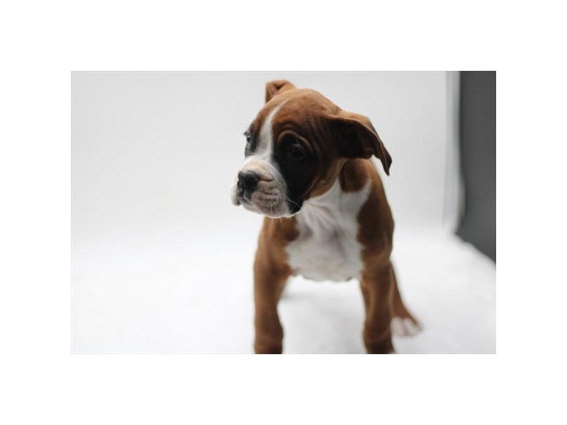 Boxer Dog Female Fawn / White 1395