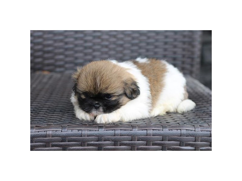Pekingese Dog Female Brown / White 1397
