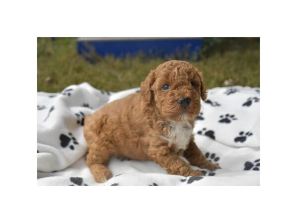 [#1402] Red Male Poodle Puppies for Sale