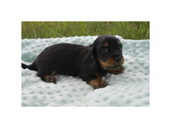 [#1405] Black / Tan Male Dachshund Puppies for Sale