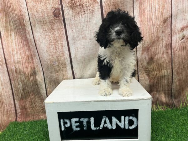 [#28672] Tri-Colored Female Cavapoo Puppies for Sale