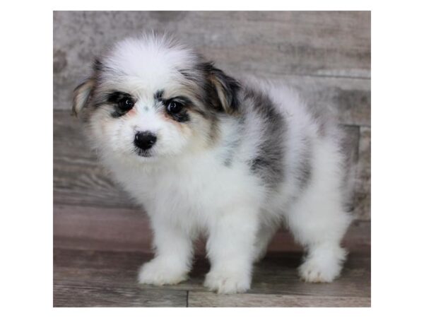 [#28678] Blue Merle Female Maltipom Puppies for Sale