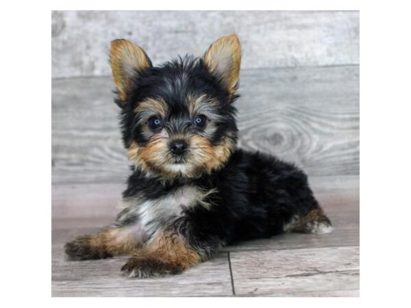 [#28677] Black / Tan Male Yorkshire Terrier Puppies for Sale