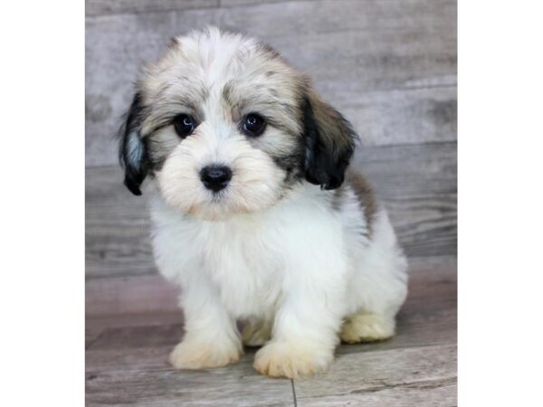 [#28675] Fawn Sable Male Havanese Puppies for Sale