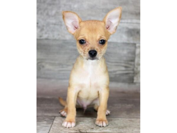 Chihuahua-Dog-Male-Fawn-28674-Petland Lake St. Louis & Fenton, MO