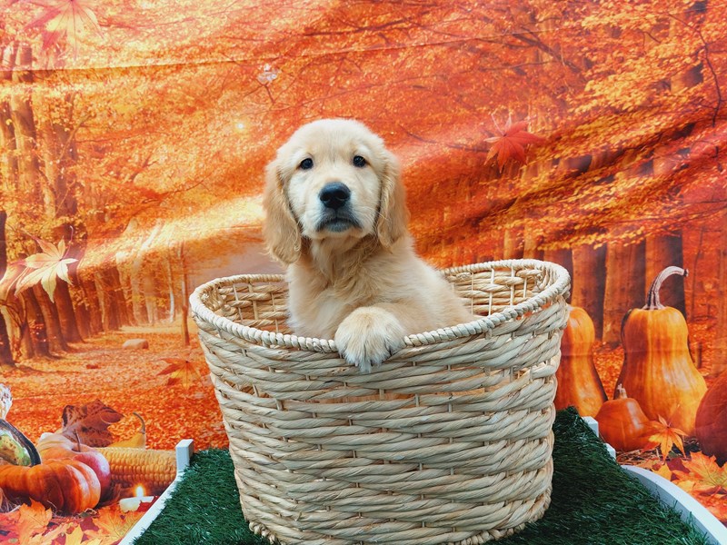 Golden Retriever Dog Male Cream 1404