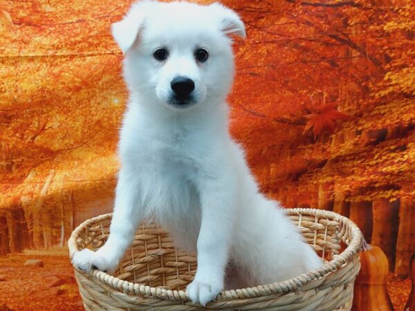 [#1400] White Male American Eskimo Dog Puppies for Sale