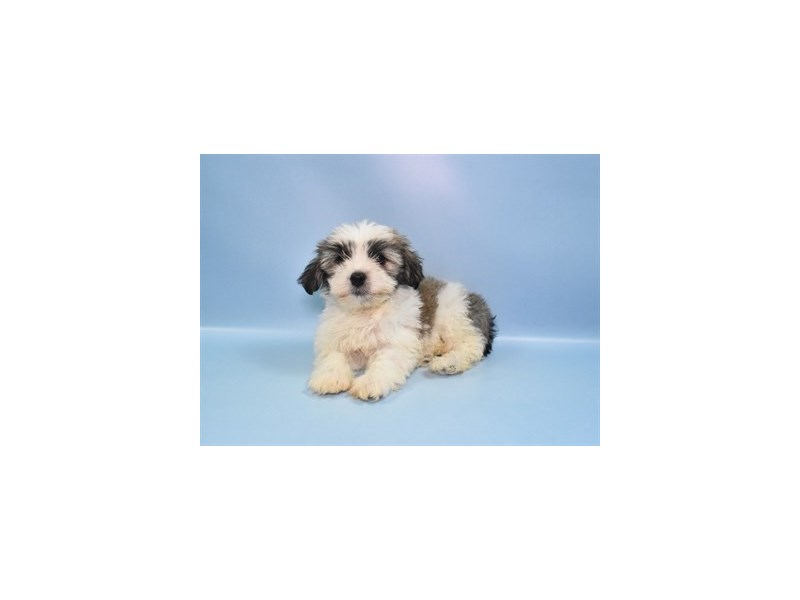 Havanese - 1409 Image #1