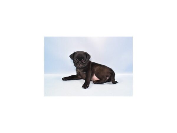 [#1410] Black Female Pug Puppies for Sale