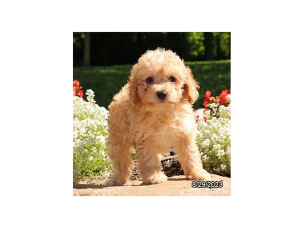 [#28694] Apricot Female Poodle Mini Puppies for Sale