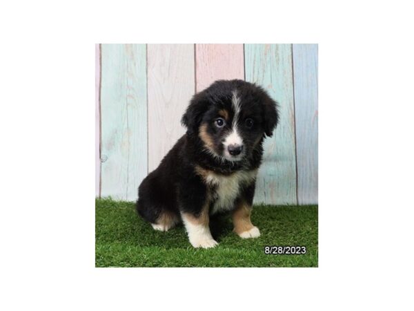 [#1430] Black Female Miniature American Shepherd Puppies for Sale