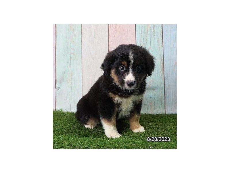 Miniature American Shepherd - 1430 Image #1