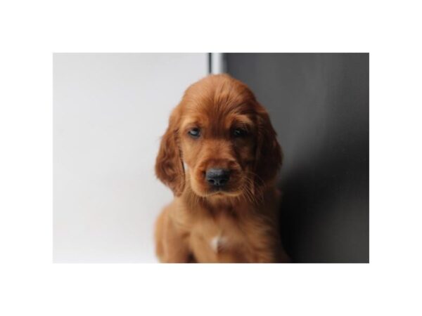 [#1415] Red Male Irish Setter Puppies for Sale
