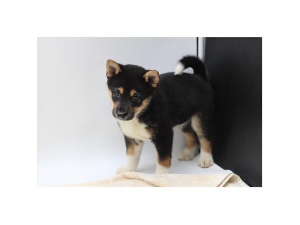 [#1416] Black White / Tan Male Shiba Inu Puppies for Sale