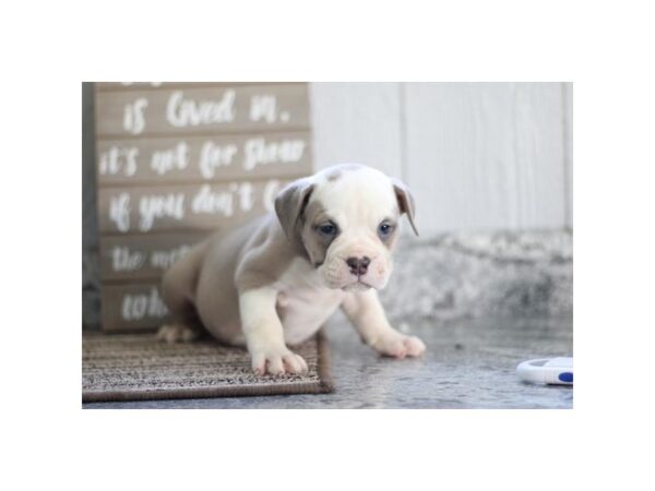 [#1420] Blue Fawn Male Olde Bulldog Puppies for Sale