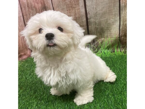 [#28695] White Female Teddy Bear Puppies for Sale