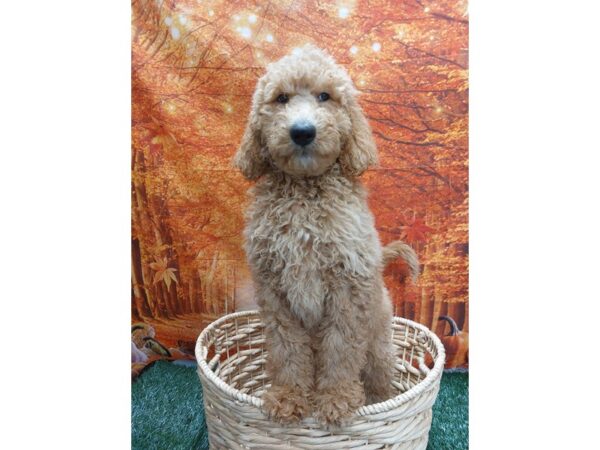 [#1369] Golden Male Goldendoodle 2nd Gen Puppies for Sale