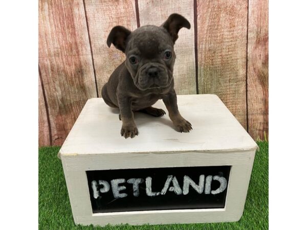 [#28657] Blue Female French Bulldog Puppies for Sale