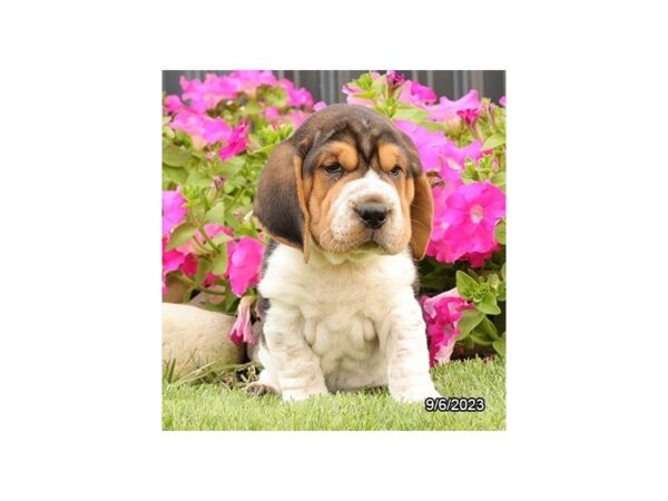 [#28705] Chocolate, Tan & White Male Walrus Puppies for Sale