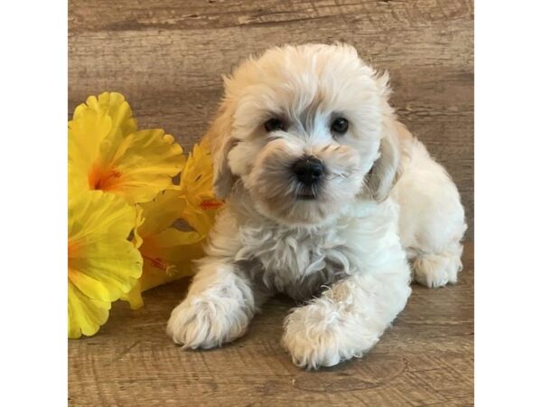 [#1443] Cream Male Schnoodle Puppies for Sale