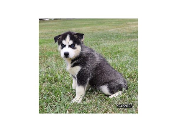 [#28709] Black / White Male Siberian Husky Puppies for Sale