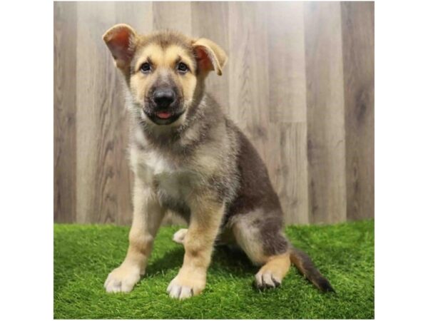 [#28716] Black / Tan Male German Shepherd Dog Puppies for Sale