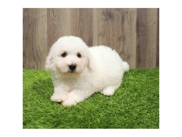 [#28714] White Female Bichon Frise Puppies for Sale