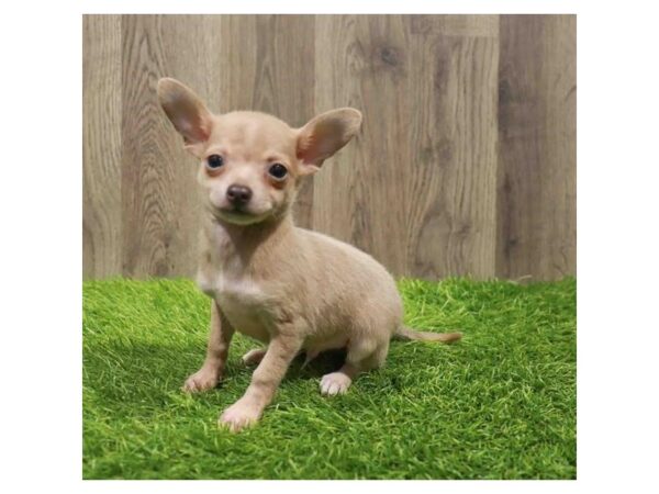 [#28715] Blue Fawn Male Chihuahua Puppies for Sale